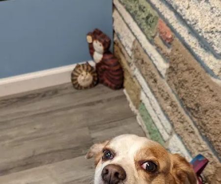 Mays Landing Veterinary Hospital, LLC