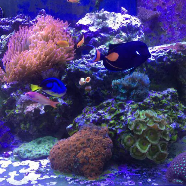 Aquarium Kingdom III | Saltwater & Freshwater Fish, Corals & Aquarium Supplies in Oakland Park Picture 2