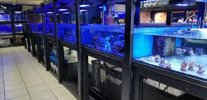Aquarium Kingdom III | Saltwater & Freshwater Fish, Corals & Aquarium Supplies in Oakland Park Picture 8