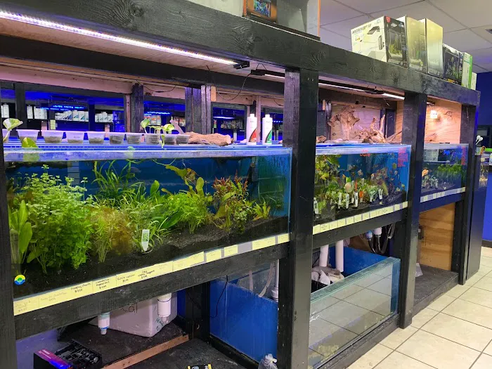 Aquarium Kingdom III | Saltwater & Freshwater Fish, Corals & Aquarium Supplies in Oakland Park Picture 9