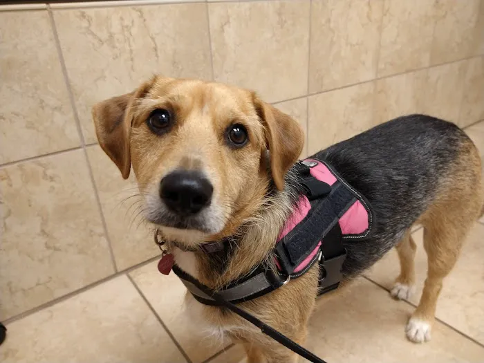 Ventnor Veterinary Office Picture 4