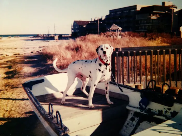 Ventnor Veterinary Office Picture 10
