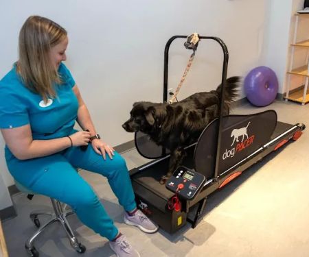 Sage Canine Rehabilitation Center