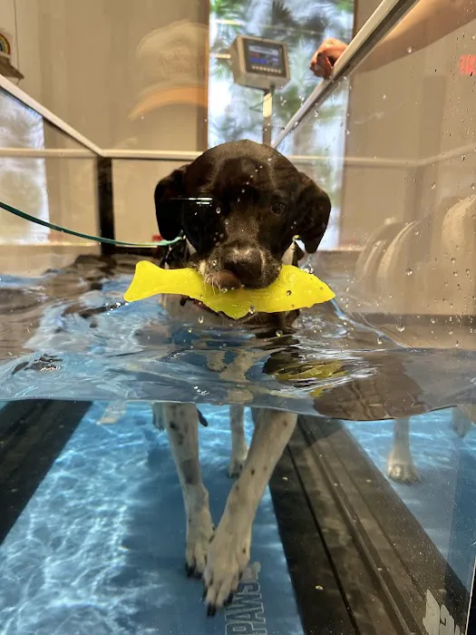 Sage Canine Rehabilitation Center Picture 5