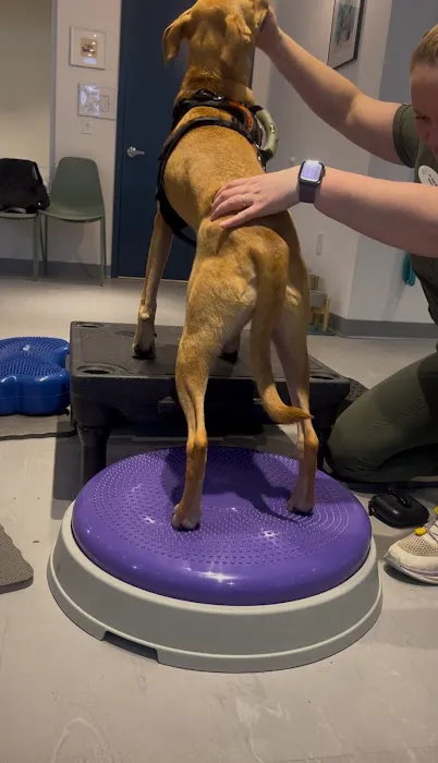 Sage Canine Rehabilitation Center Picture 8