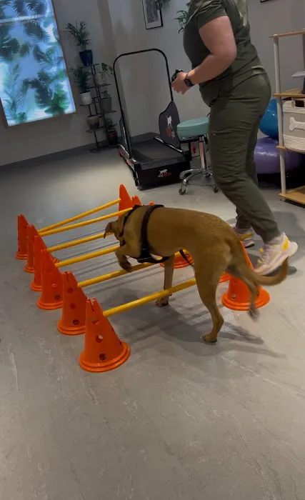 Sage Canine Rehabilitation Center Picture 7