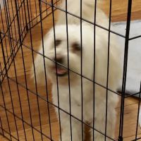 Pet Supermarket ico