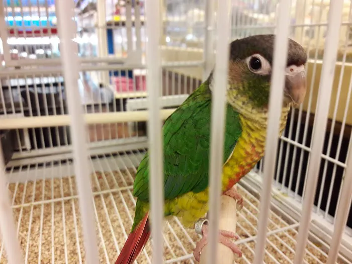 Pet Supermarket Picture 5