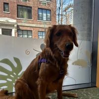 Sage Veterinary Center ico
