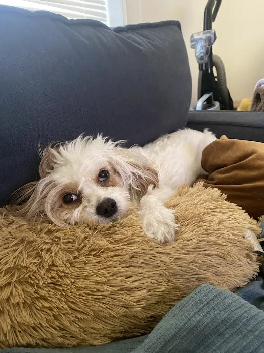 Sage Veterinary Center Picture 7