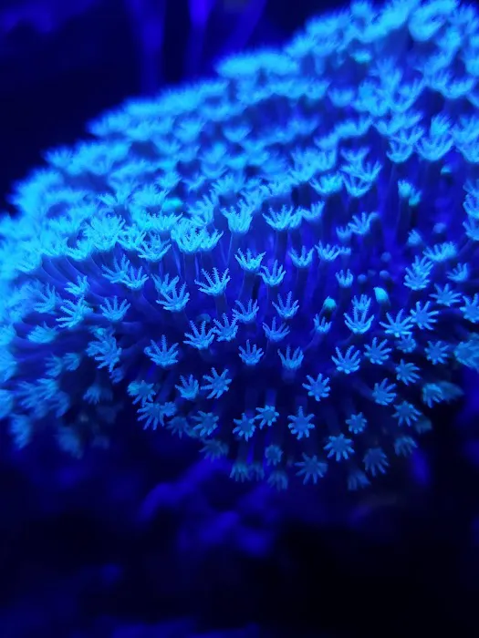 Living Reef Aquariums Picture 4