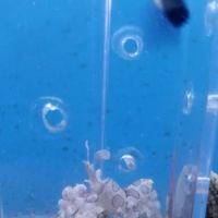 Living Reef Aquariums ico
