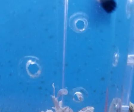 Living Reef Aquariums
