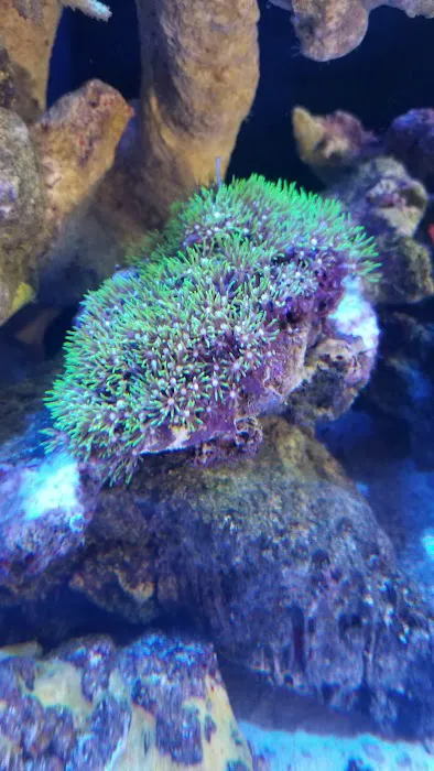 Living Reef Aquariums Picture 8