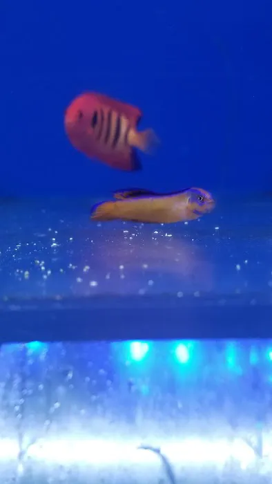 Living Reef Aquariums Picture 6