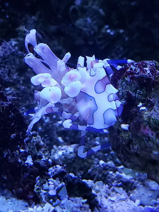 Living Reef Aquariums Picture 7