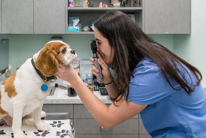 Battery Park Veterinary Hospital Picture 1