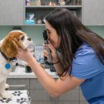 Battery Park Veterinary Hospital