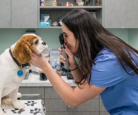 Battery Park Veterinary Hospital