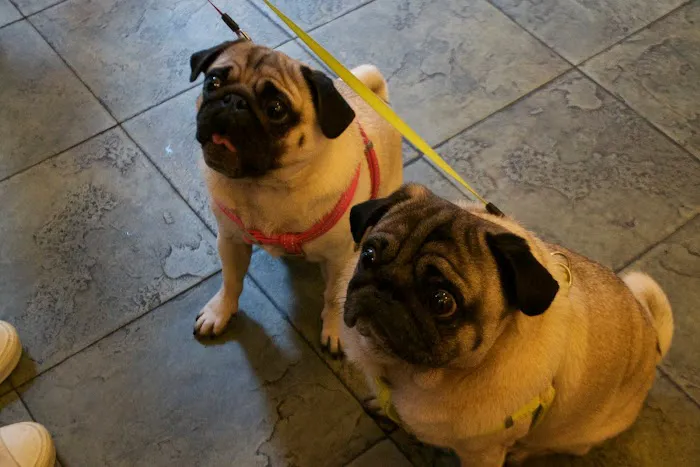Reade Street Animal Hospital, A Thrive Pet Healthcare Partner Picture 10