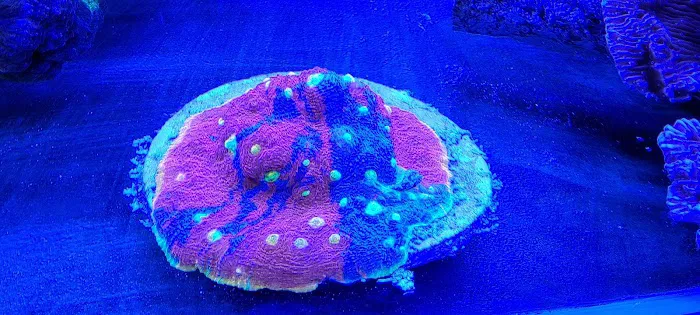 247 Aquariums Picture 5