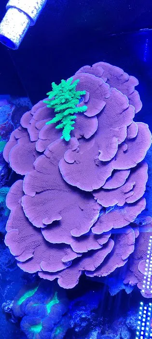 247 Aquariums Picture 10