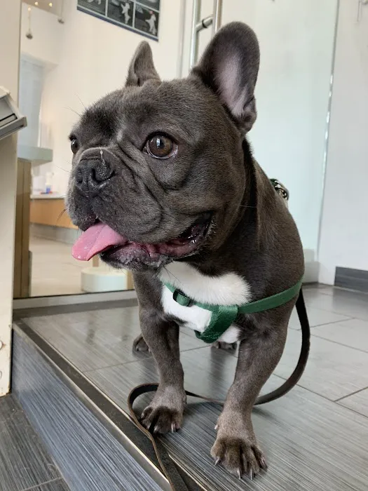 Ivy Pets - Tribeca Picture 1