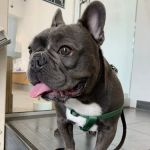 Ivy Pets - Tribeca