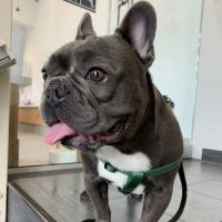 Ivy Pets - Tribeca ico