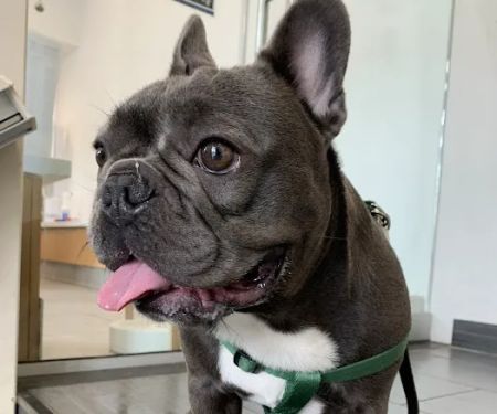 Ivy Pets - Tribeca