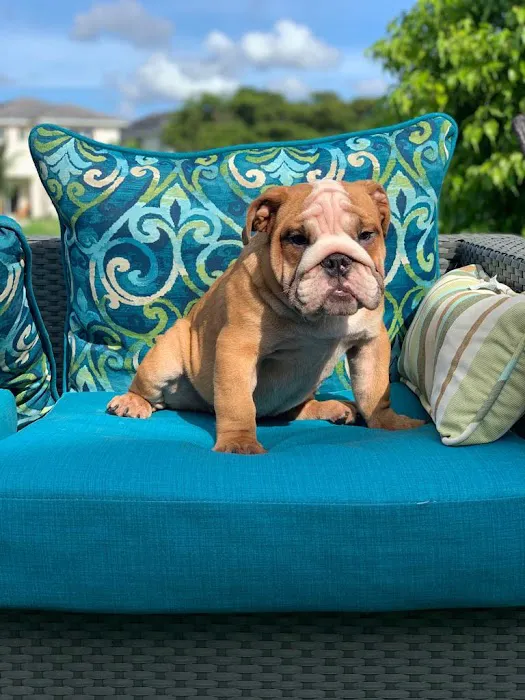 Diamonds & Doggies Picture 7