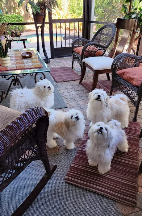 Diamonds & Doggies Picture 5