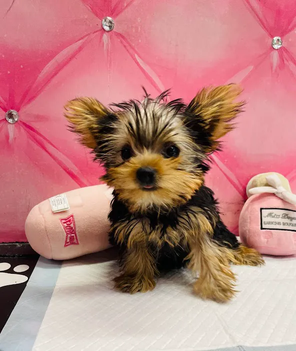 Diamonds & Doggies Picture 8