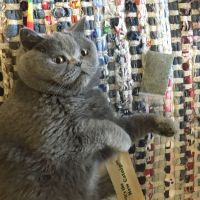 Tribeca Veterinary Dentistry ico
