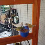 Florida Diamond Bird