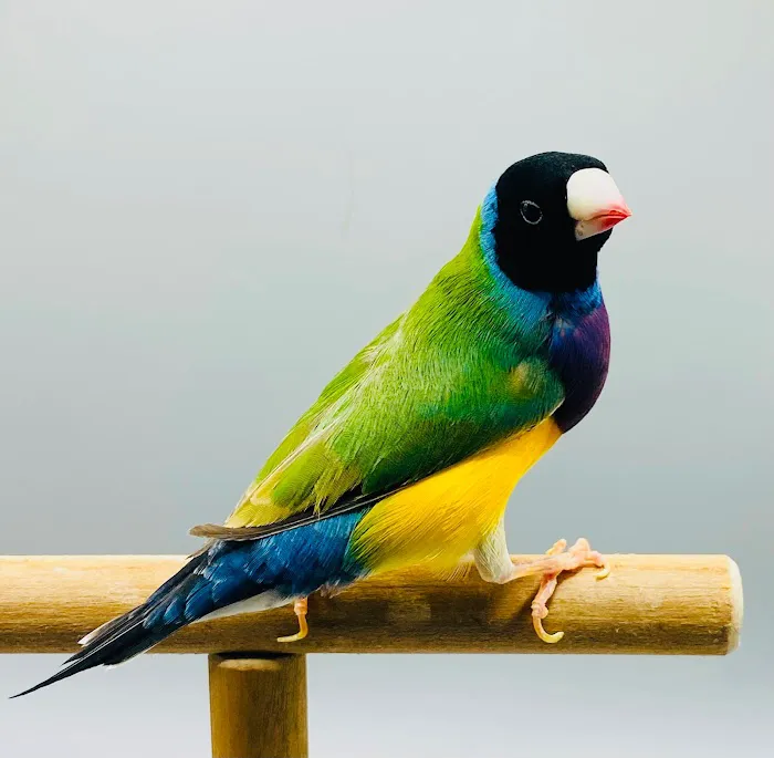 Florida Diamond Bird Picture 2