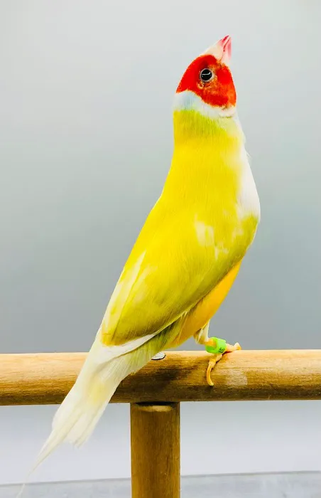 Florida Diamond Bird Picture 3