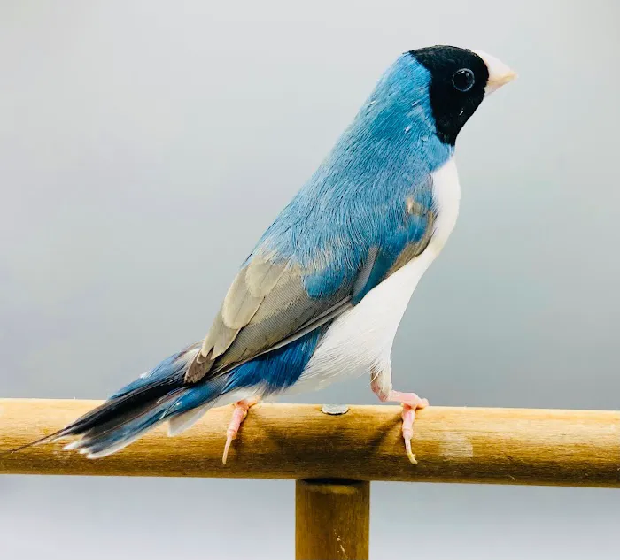 Florida Diamond Bird Picture 5