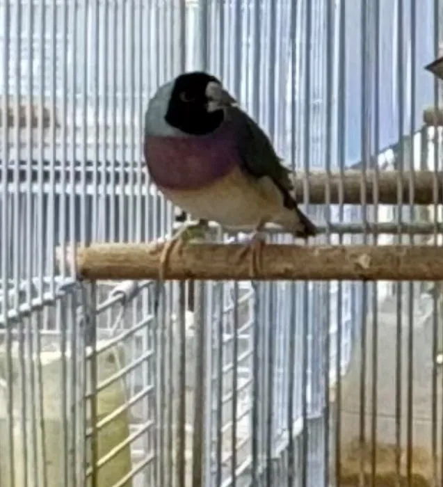 Florida Diamond Bird Picture 4