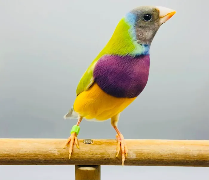 Florida Diamond Bird Picture 6