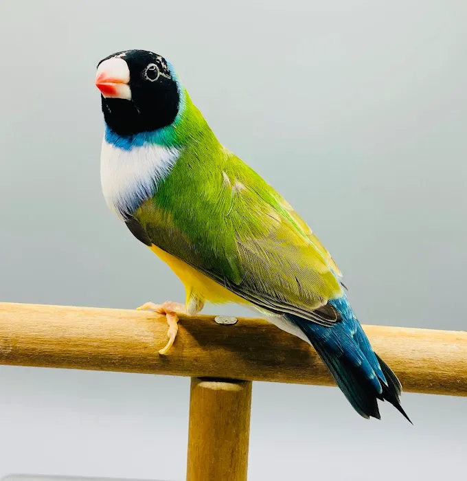 Florida Diamond Bird Picture 8