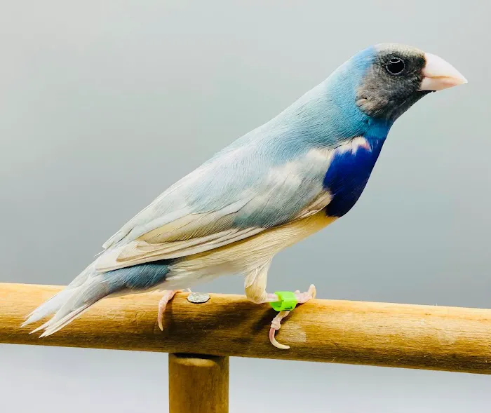 Florida Diamond Bird Picture 10