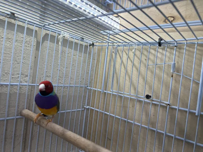 Florida Diamond Bird Picture 9
