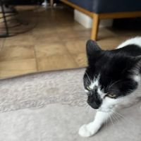 Holistic Vet, Dr. Marcie Fallek, DVM, CVA ico