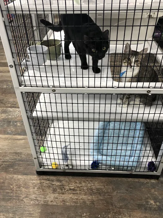 Pet Supermarket Picture 4