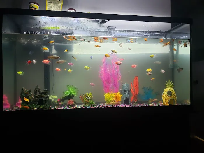 Pet Supermarket Picture 5