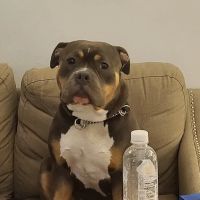 Worth Street Veterinary Center ico