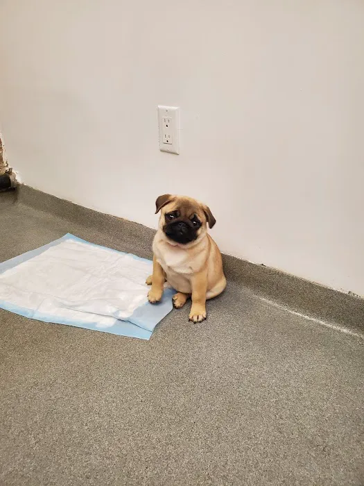 Worth Street Veterinary Center Picture 4