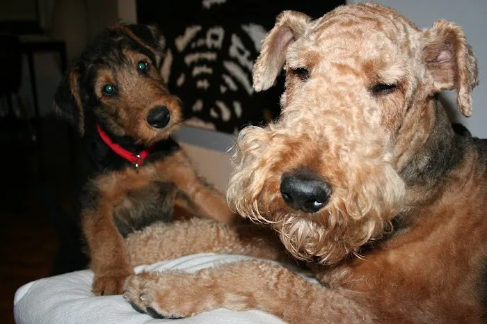 Worth Street Veterinary Center Picture 9