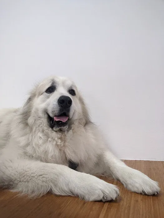 Worth Street Veterinary Center Picture 10